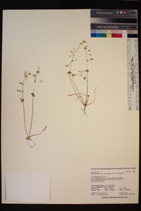 Claytonia parviflora subsp. grandiflora image